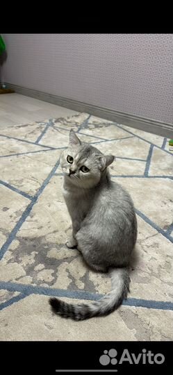 Вязка кота