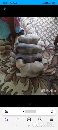 Мопс вязка мальчик