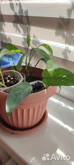 Филодендрон Сатин голд