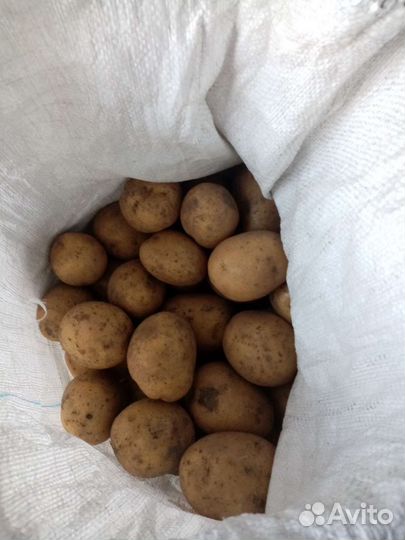 Продам картофель