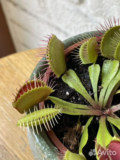 Дионея - венерина мухоловка