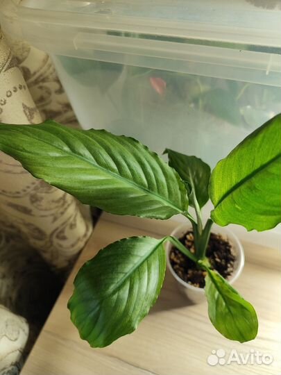 Спатифиллум Spilt milk гофра Пролитое молоко