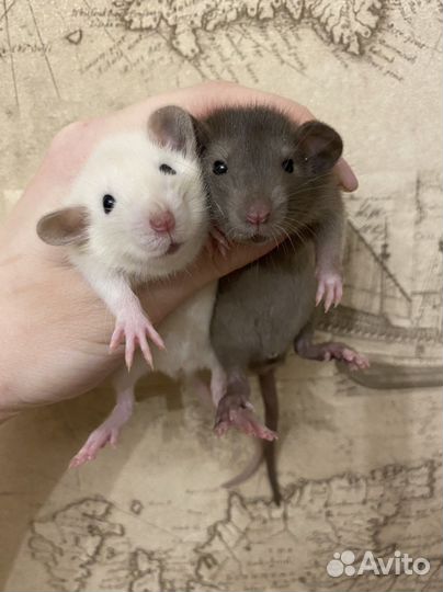 Ручные Крысята дамбо.Много окрасов