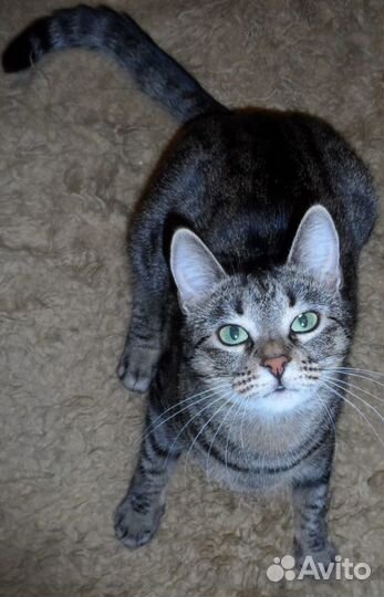 Кошечка «Обнимашечка-Целовашечка» в дар в добрые р