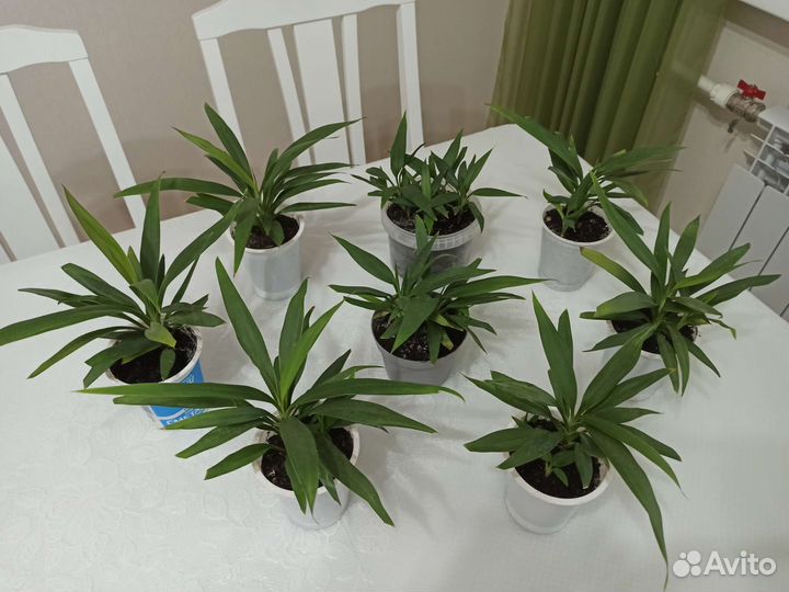 Драцена, Юкка