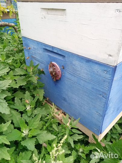 Продается пасека