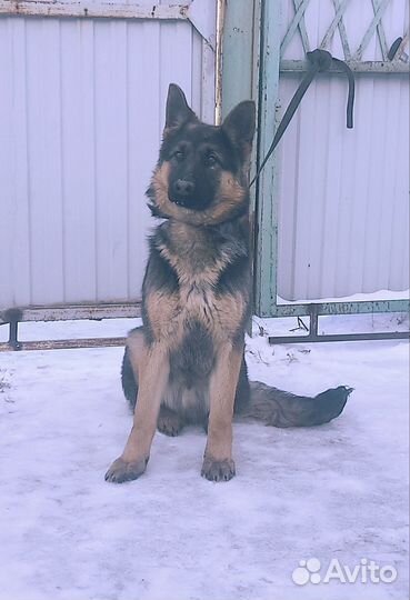 Немецкая овчарка