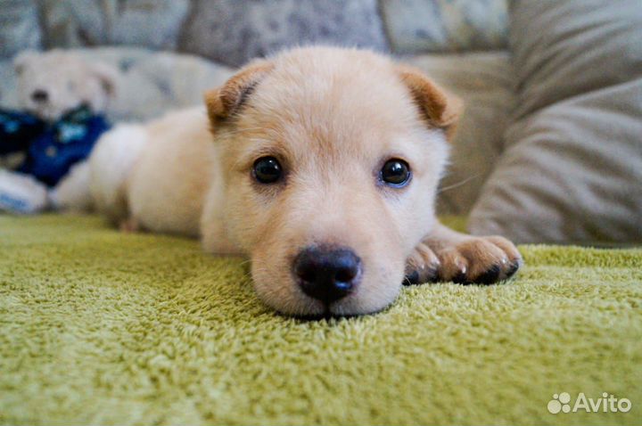 Ищет дом очаровательный щенок Марго