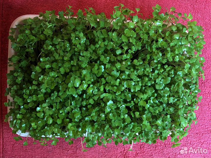 Микрозелень от Ильича