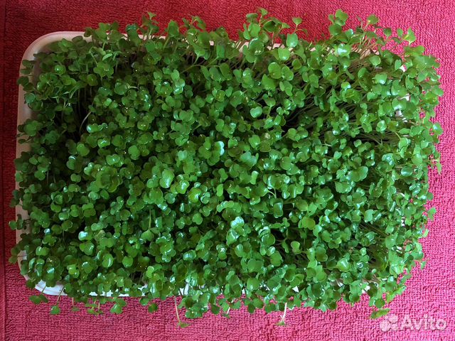 Микрозелень от Ильича