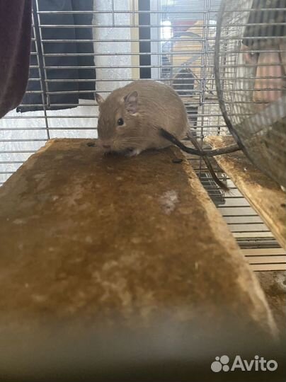 Белки дегу вместе с клеткой