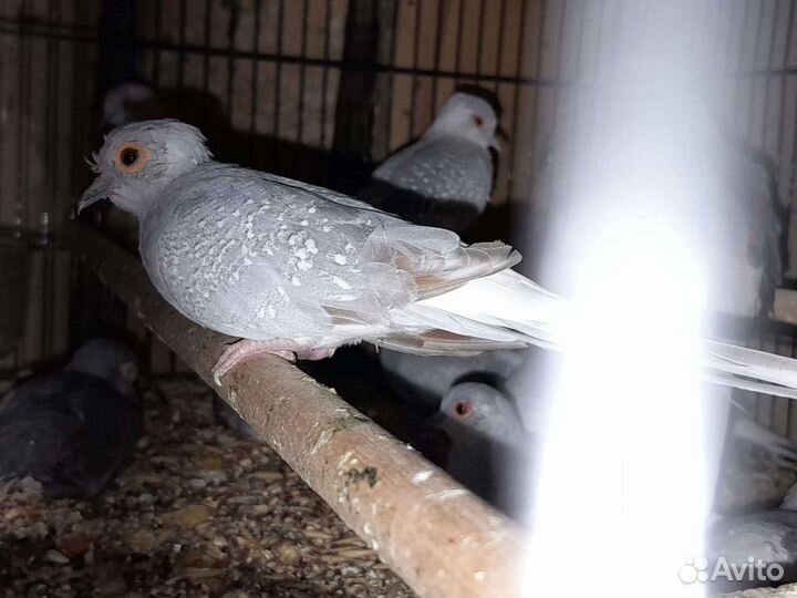 Попугаи,голуби, амадины