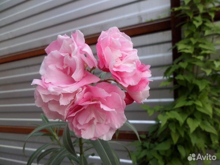 Олеандр розовый