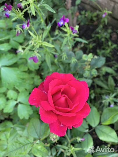 Розы, хоста