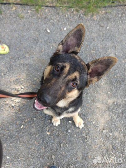 Дрессировка собак, хендлер, передержка