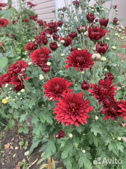 Хризантема