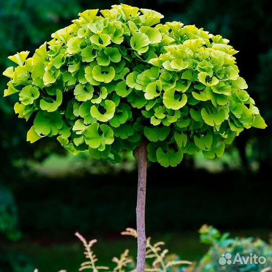 Гинкго билоба