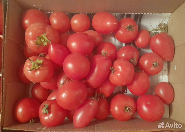 Помидоры домашние