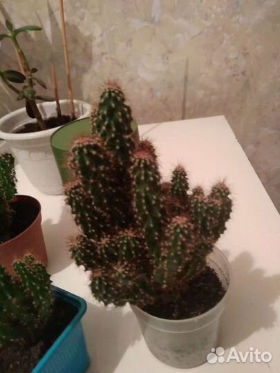 Кактус, денежное дерево