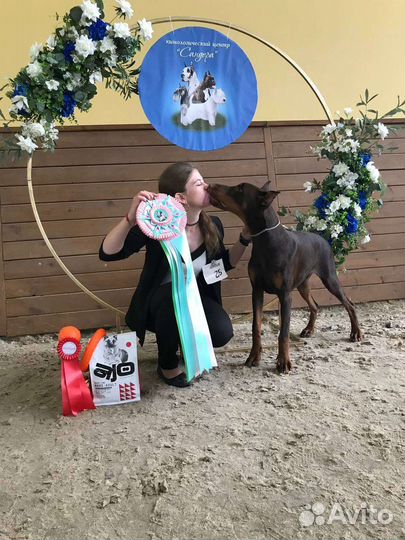 Дрессировка собак/хэндлинг/передержка