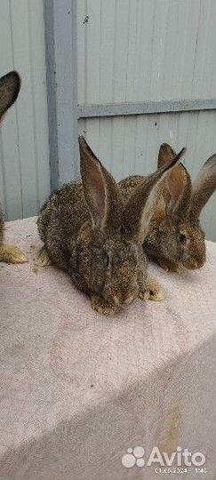 Кролики фландр-великан