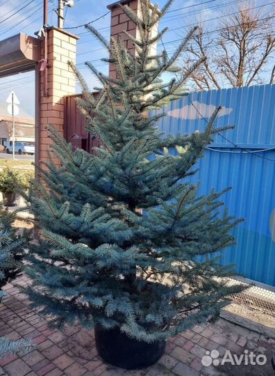 Ёлка 1м