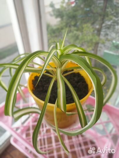 Хлорофитум