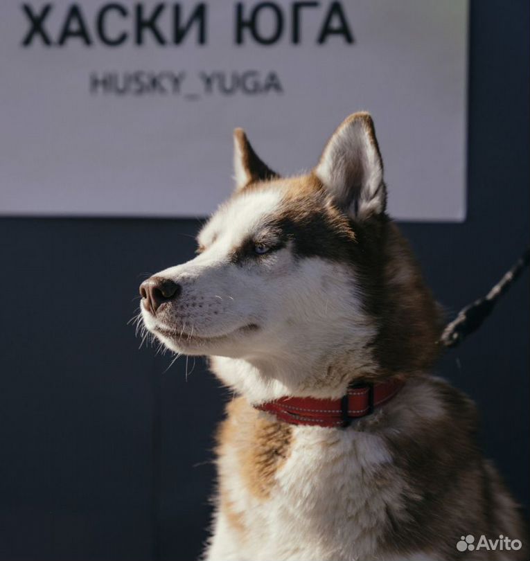 Стоковые фотографии по запросу Девушка хаски дом