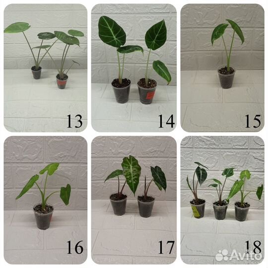 Домашние растения