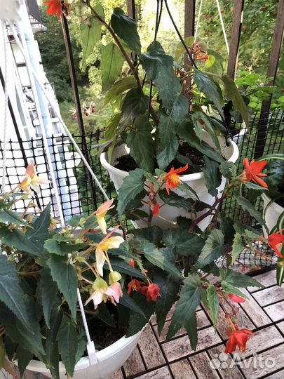 Ампельные растения в кашпо