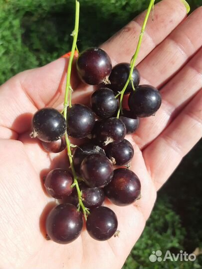 Рассада чёрная смородина