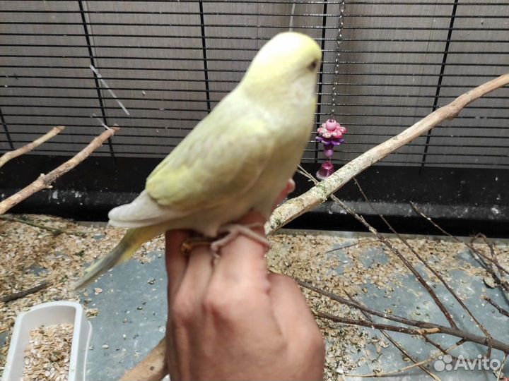 Волнистые попугаи