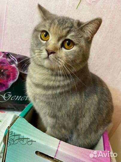 Кошка в добрые руки