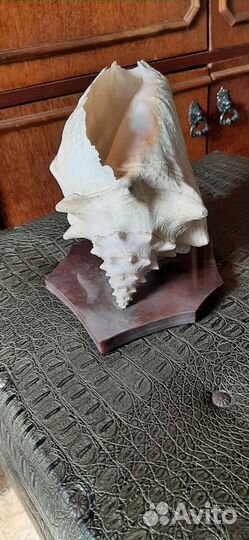 Раковина океаническая ракушка натуральная большая