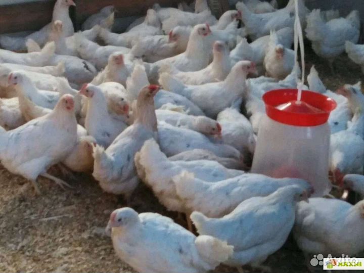 Куры несушки разных пород