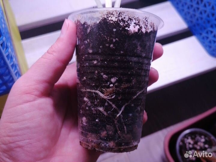 Алоказия Black Velvet