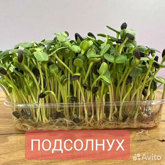 Набор для выращивания микрозелени