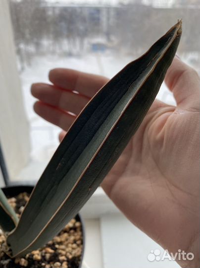 Малави Миднайт вар., Бруда, блю бат, мал.бат