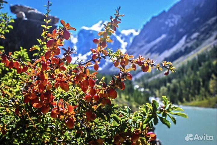 Барбарис корень, 500 гр., урожай 2024 г