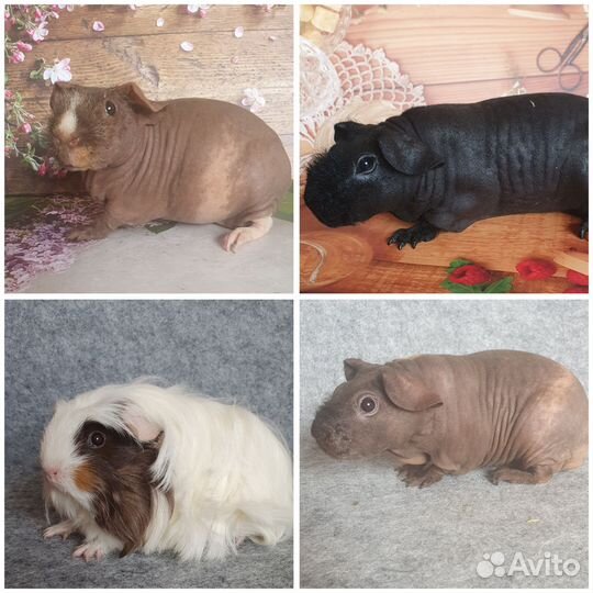 Морская свинка