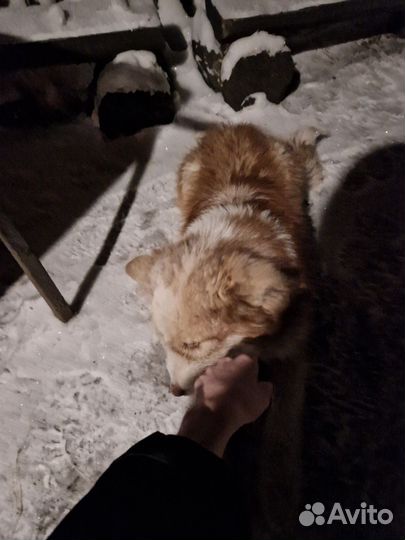 Инструктор-дрессировщик. Кинолог в Иркутске