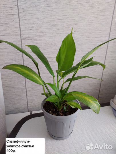 Спатифиллум