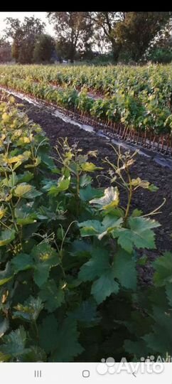 Привитые Саженцы винограда