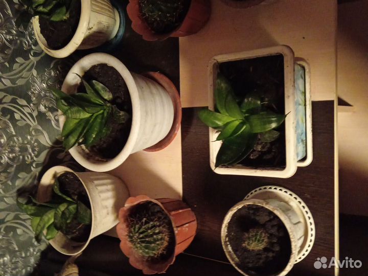 Цветы домашние в горшках