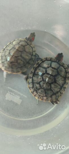Красноухая черепаха с аквариумом