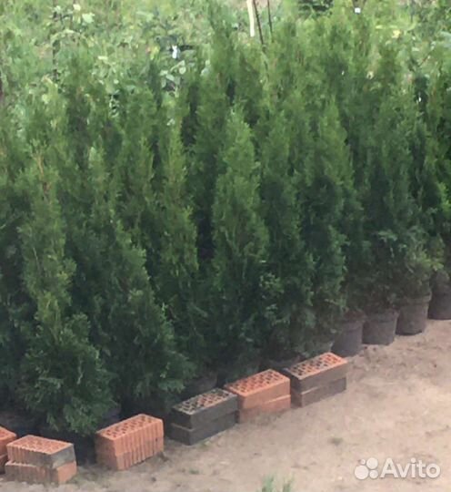 Туи смарагд В горшке