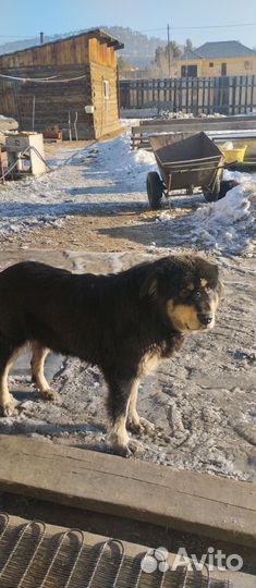 Щенки хотошо