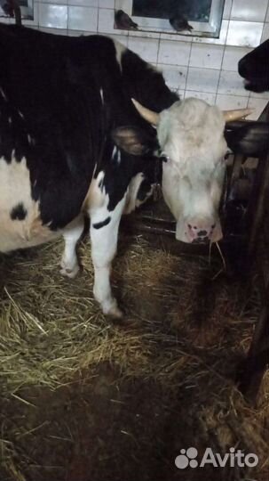 Молоко коровье, творог, масло, телятина, баранина