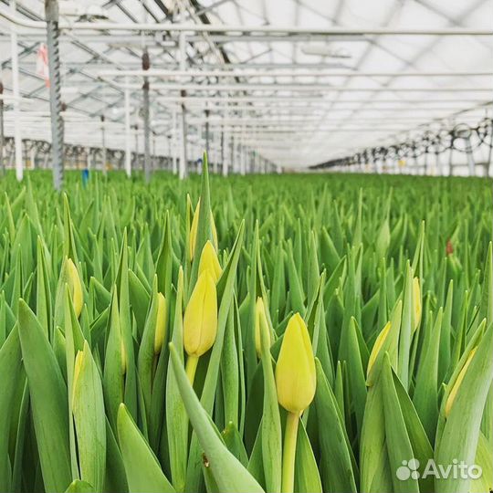 Тюльпаны к 8 марта оптом от 2500 штук