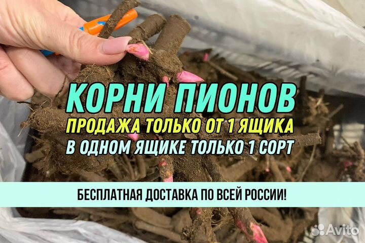 Корни Пионов Оптом